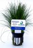 Eleocharis parvula (Dwarf Hairgrass)