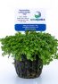 Hemianthus callitrichoides “HC”