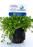 Hemianthus micranthemoides