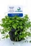 Hydrocotyle tripartita