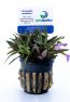 Limnophila aromatica
