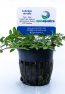 Ludwigia arcuata
