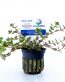 Rotala colorata