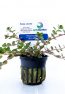 Rotala colorata