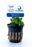 Staurogyne repens