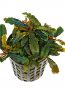 bucephalandra-sp-catarina.jpg