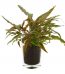 cryptocoryne-undulata-red