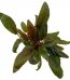 cryptocoryne-wendtii-tropica