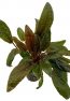 cryptocoryne-wendtii-tropica