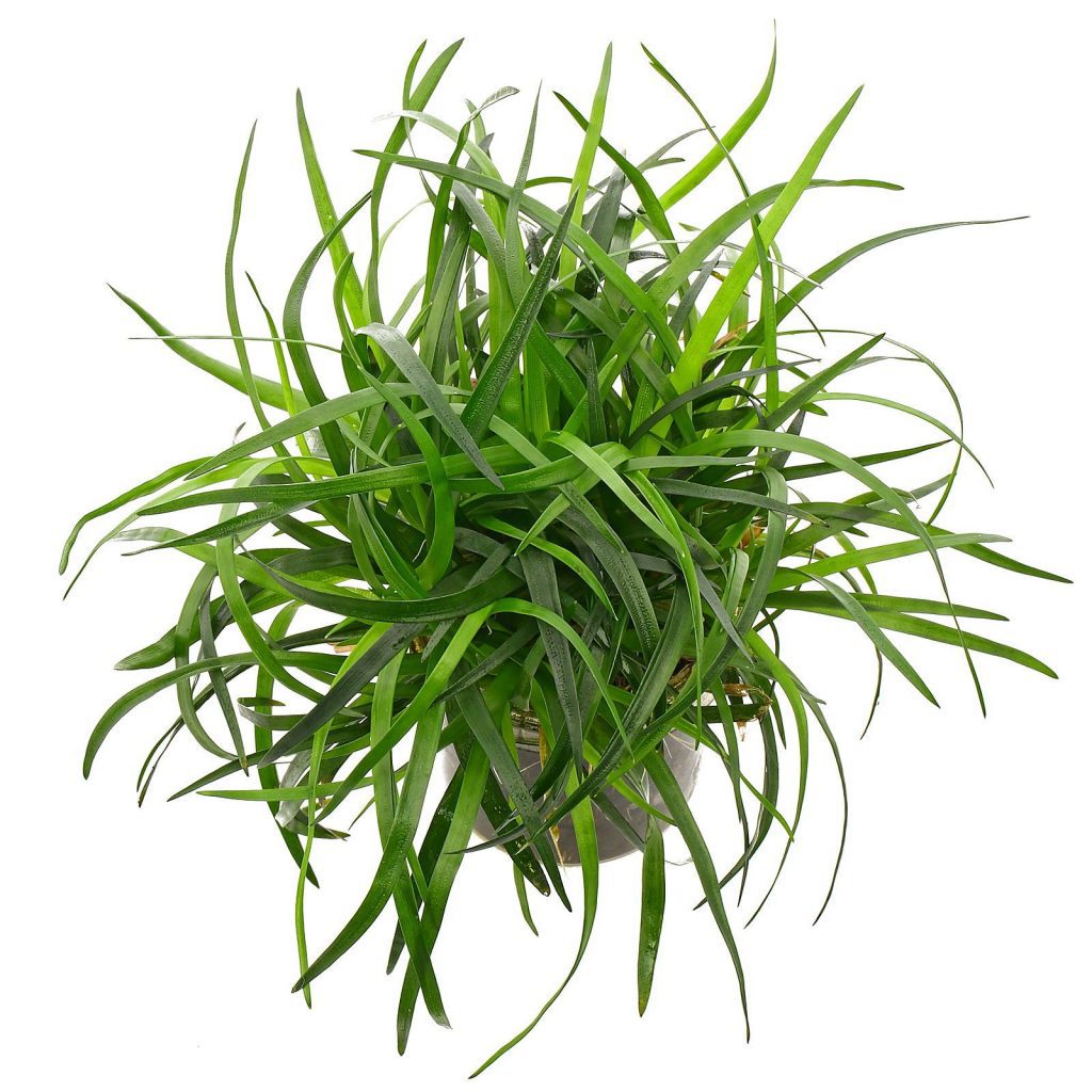Eriocaulon Sp Vietnam EpicAquatics eriocaulon-sp-vietnam-epicaquatics