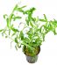 heteranthera-zosterifolia-1.jpg