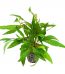 hygrophila-corymbosa-stricta-topf-1.jpg