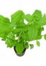 hygrophila-difformis_2