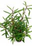 hygrophila-lancea-araguaia.jpg