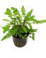 hygrophila-pinnatifida-1.jpg