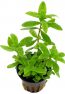 hygrophila-polysperma-1.jpg