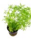 limnophila-aquatica-1.jpg