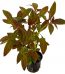 ludwigia-glandulosa-1.jpg