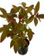 ludwigia-glandulosa-1.jpg