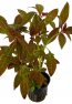 ludwigia-glandulosa-1.jpg
