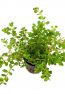 rotala-rotundifolia.jpg