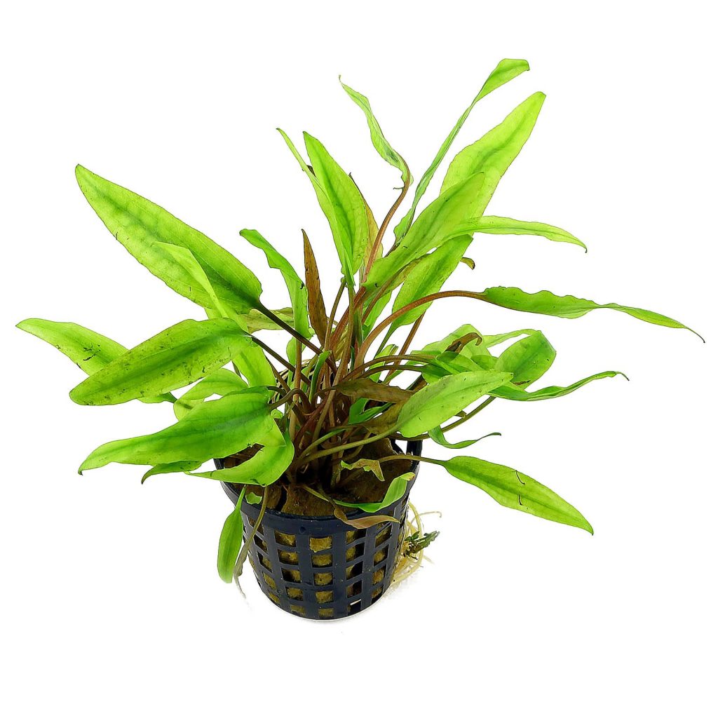 Cryptocoryne axelrodi - EpicAquatics
