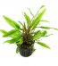 cryptocoryne-undulata-axelrodii