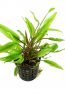 cryptocoryne-undulata-axelrodii