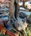 driftwood