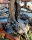 driftwood
