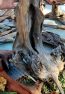 driftwood