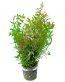 rotala-rotundifolia-ceylon-bund
